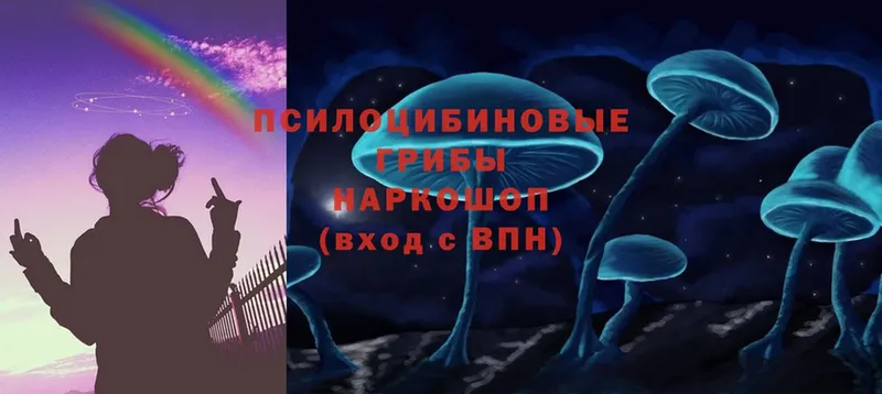 цена   Торжок  Псилоцибиновые грибы Cubensis 